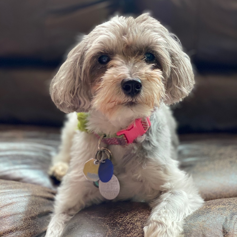 Meet your Posher, Cyndi